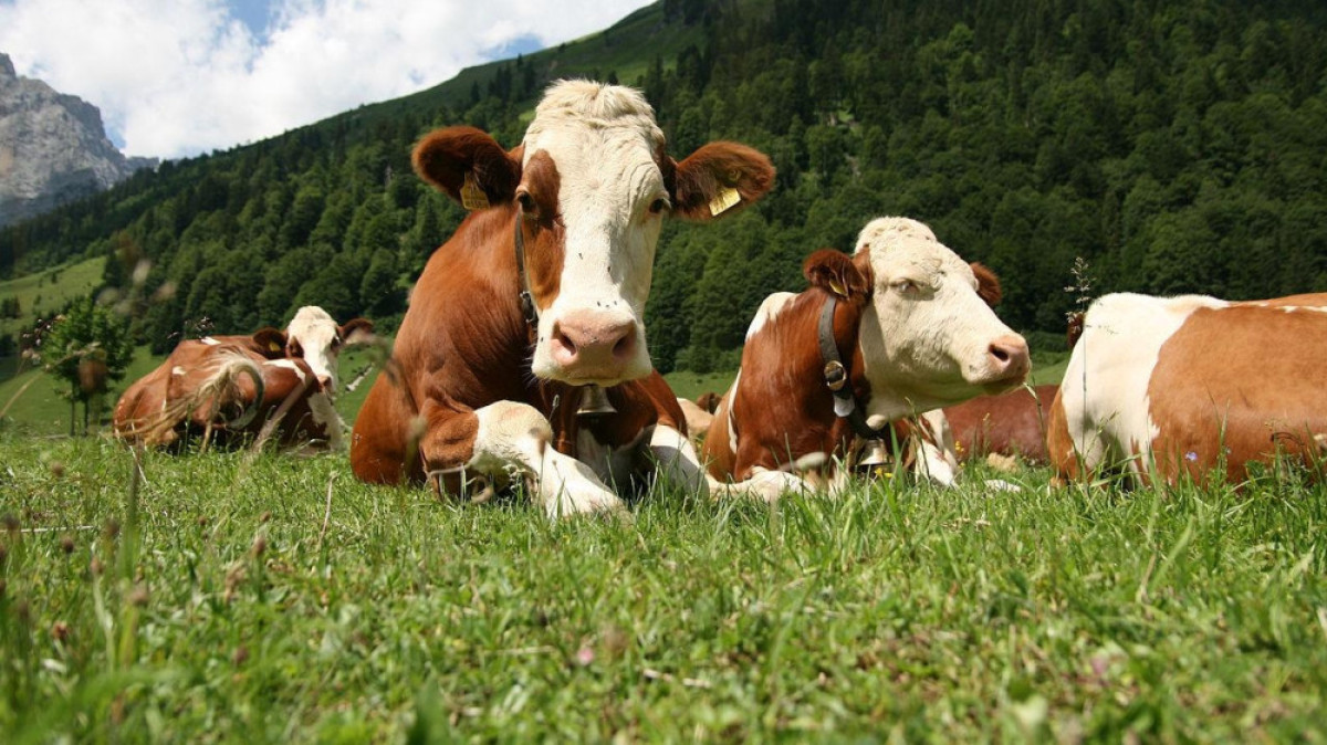  из свободных источников 