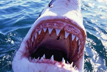 Фотография к новости: В Австралии акула убила молодую серфингистку