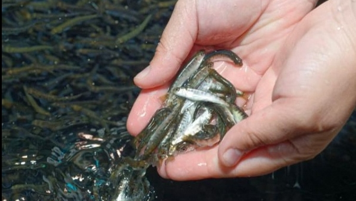  Из открытого источника 