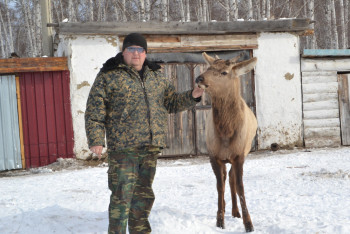 Фотография к новости: В охотхозяйстве СКО ручной марал Степка сам встречает гостей