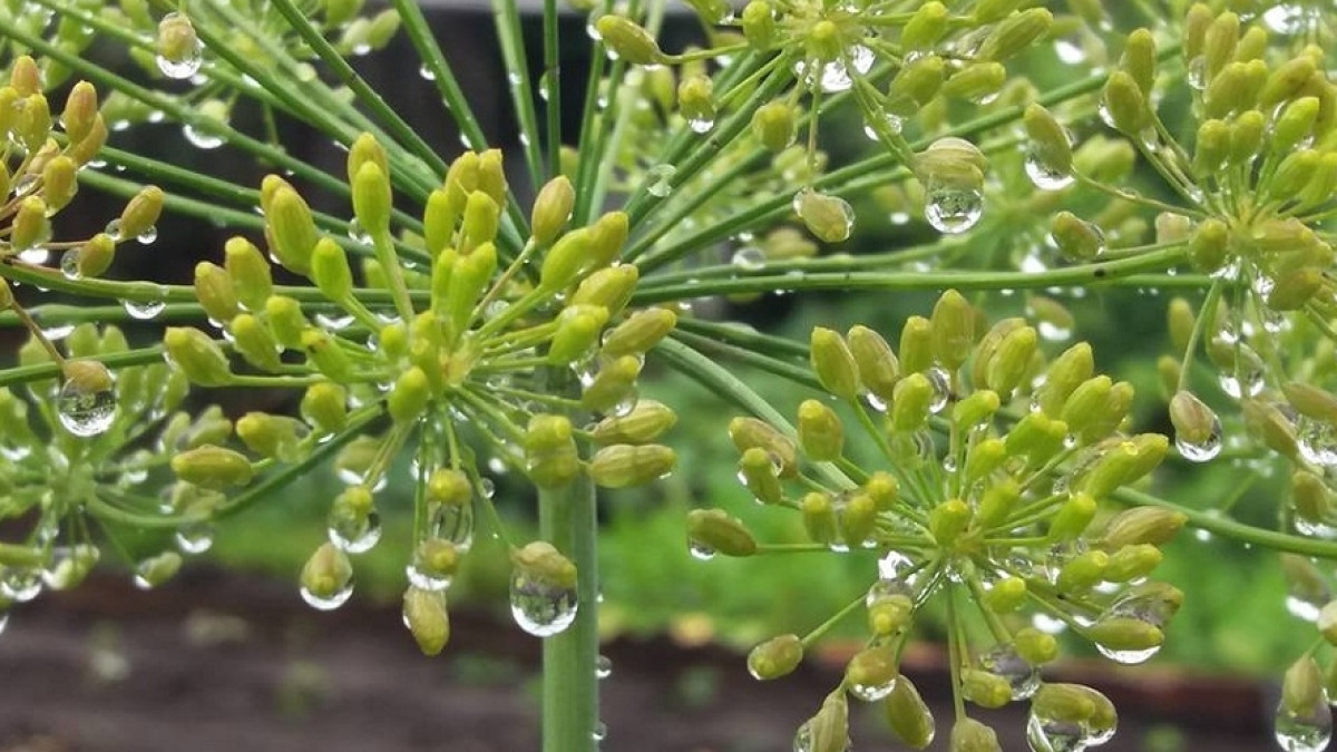  Владимир Крикун, аккаунт в Facebook