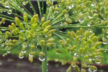 Фотография к новости: Какая погода ожидает казахстанцев в начале сентября?