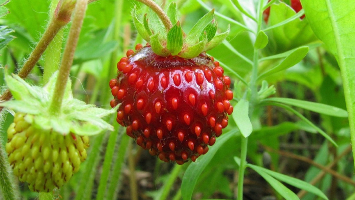  из свободных источников 