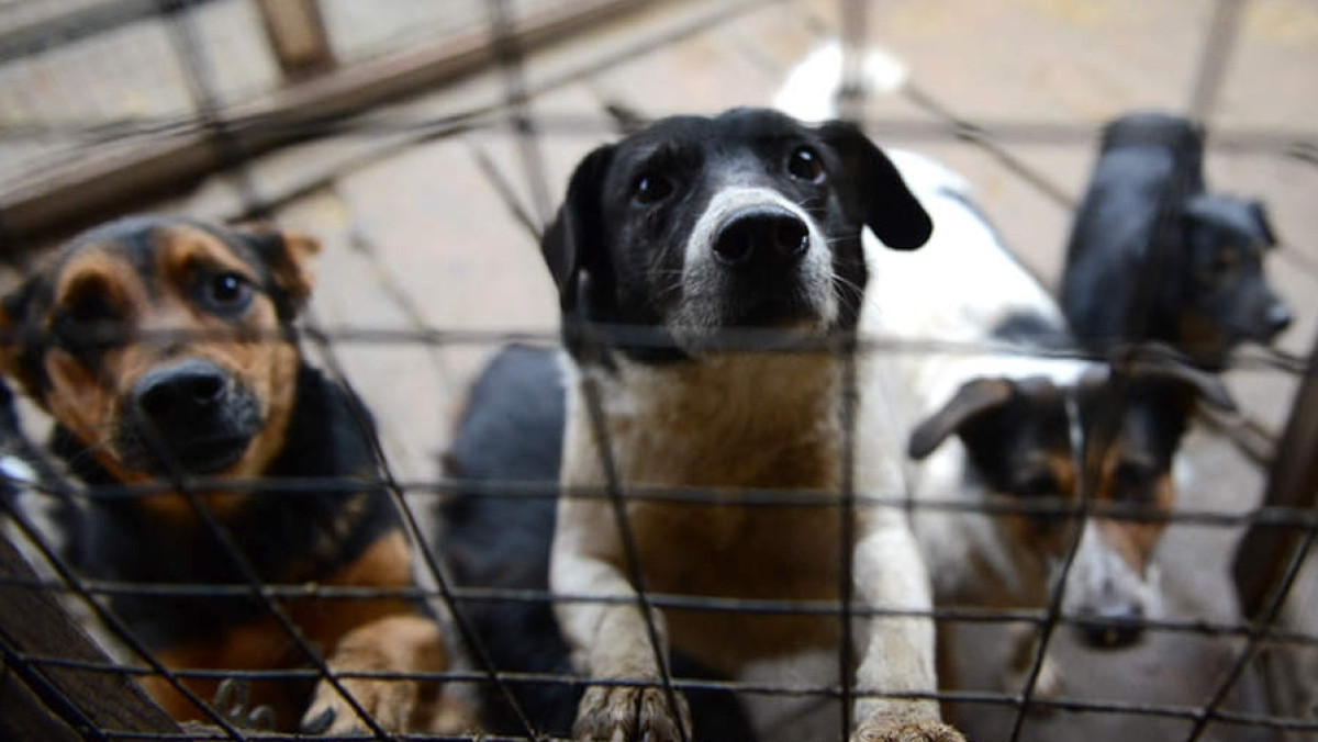  Из открытого источника 