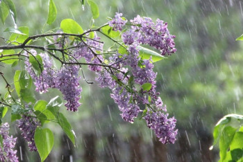 Фотография к новости: На выходных казахстанцев ожидает ветреная погода с дождем
