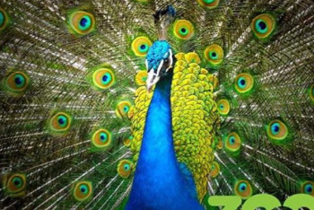 Фотография к новости: Алматинский зоопарк станет бесплатным на один день 