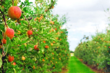 Фотография к новости: Инвестор вложит 100 млн долларов США в проекты АПК Алматинской области