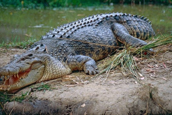 Фотография к новости: Священника, подражавшего Иисусу, съели крокодилы  