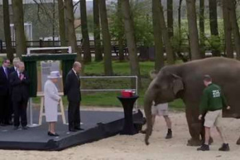 Фотография к новости: Елизавету II познакомили с названной в ее честь слонихой