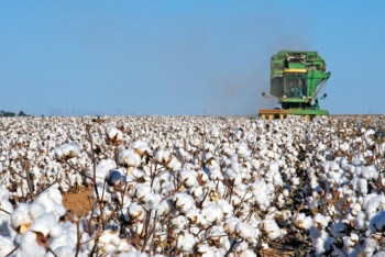 Фотография к новости: В Южно-Казахстанской области приступили к уборке хлопка