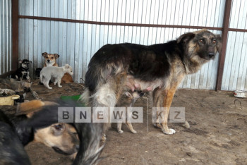 Фотография к новости: Жителей Уральска шокировали методы отлова бродячих животных (ВИДЕО)