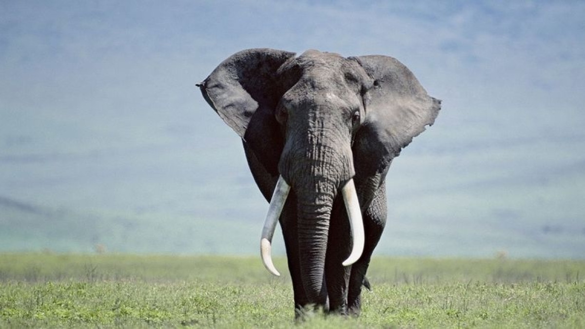  Фото взято с открытого источника