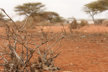 Фотография к новости: Кения объявила национальное бедствие в связи с засухой