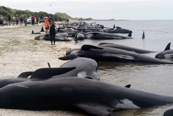 Фотография к новости: Фонд дикой природы о гибели дельфинов: Это может быть сбоем акустической системы 
