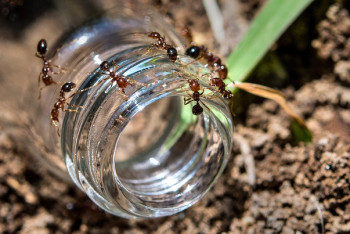 Фотография к новости: В Японии обнаружили смертельно опасных муравьев