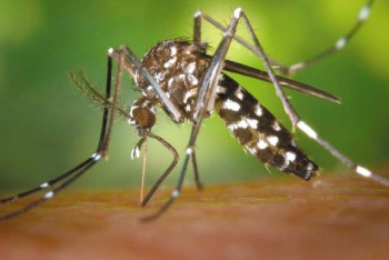 Фотография к новости: Туристы из СКО заразились лихорадкой Денге