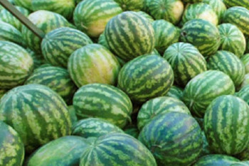 Фотография к новости: Попытку незаконного ввоза казахстанских арбузов пресек Россельхознадзор