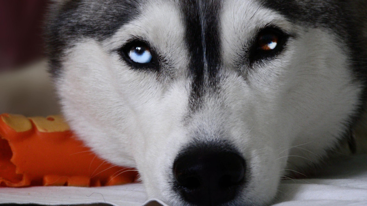  из свободных источников 