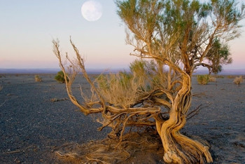 Фотография к новости: В МСХ РК прокомментировали продление моратория на вырубку саксаула