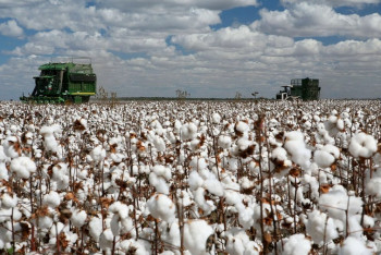 Фотография к новости: Во время сбора хлопка в Южно-Казахстанской области умер подросток