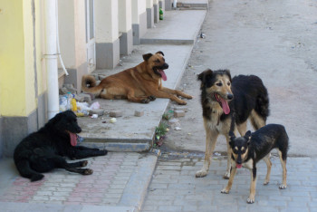 Фотография к новости: Полтора десятка собак для опытов запросил Аграрный университет у службы отлова