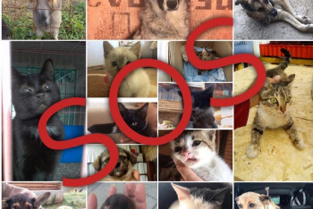 Фотография к новости: Столичный приют для бездомных животных взывает о помощи