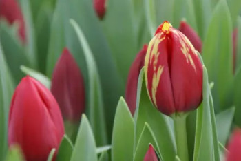 Фотография к новости: Жительницам Астаны и Актау на 8 марта подарят карагандинские тюльпаны