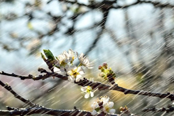 Фотография к новости: В Казахстане ожидаются дожди и сильный порывистый ветер