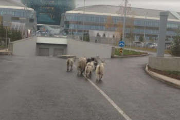 Фотография к новости: Полиция разыскивает владельцев гуляющих по «ЭКСПО» коз