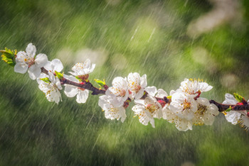 Фотография к новости: В среду казахстанцев ожидают дожди с грозами