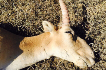 Фотография к новости: В ЗКО полицейских задержали с рогами краснокнижных сайгаков
