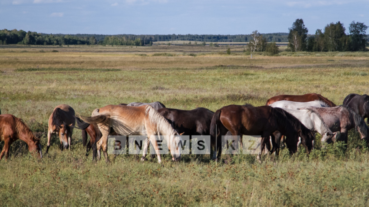  Абзал Калиев