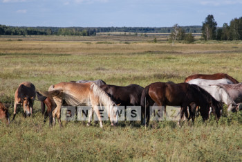 Фотография к новости: Даурен Абаев сообщил о начале съемок трилогии о лошадях EQUUS 