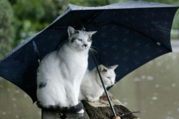 Фотография к новости: Дожди ожидаются на большей части Казахстана 19 мая