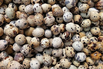 Фотография к новости: Мини-ферма по производству перепелиных яиц открылась в Алматинской области