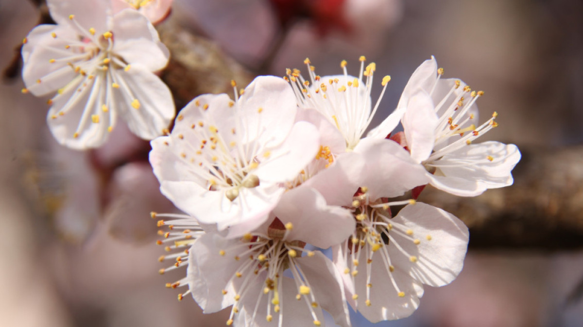  архив BNews.kz.