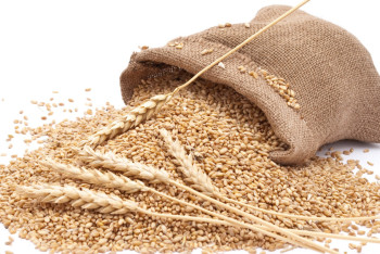 Фотография к новости: Казахстан начнет экспортировать пшеничные отруби на рынок Китая