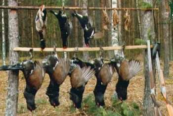 Фотография к новости: В Казахстане установили суточную норму для весенней охоты