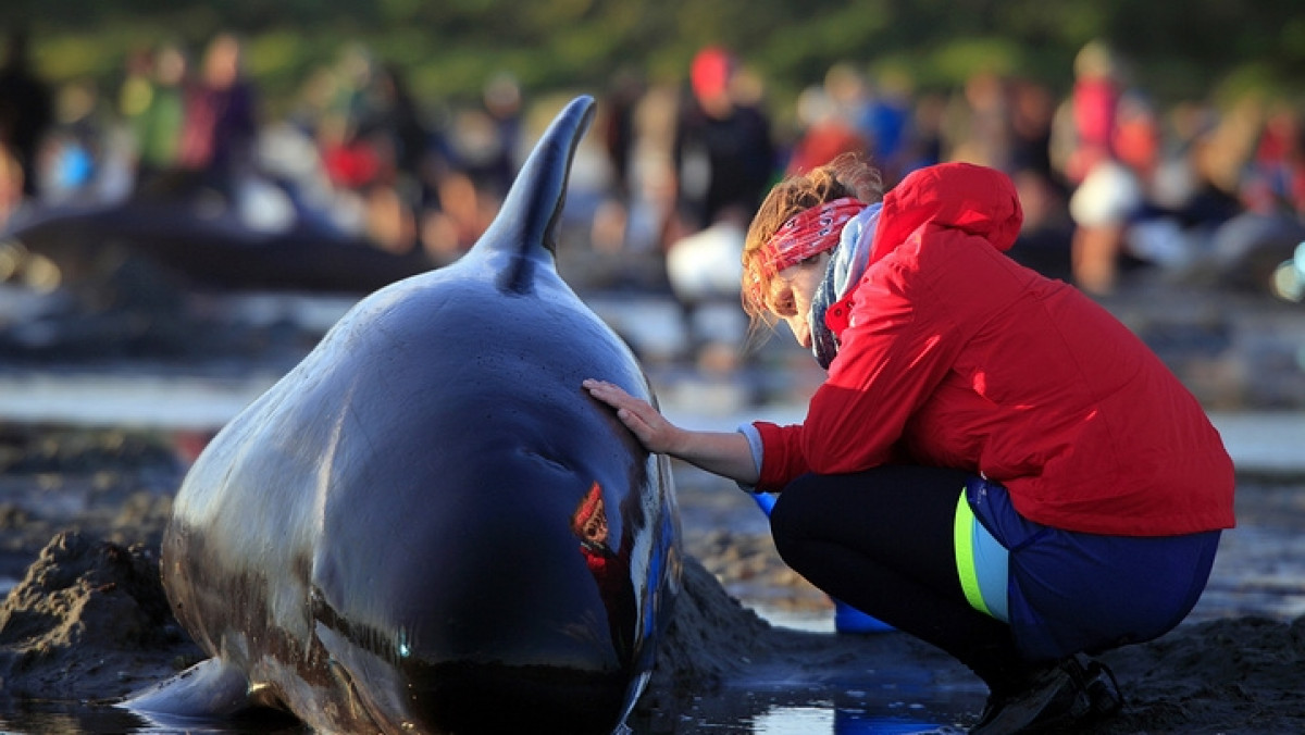  © Tim Cuff/New Zealand Herald via AP  