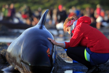 Фотография к новости: Жизнь еще 240 оставшихся на мелководье дельфинов-гринд по-прежнему под угрозой