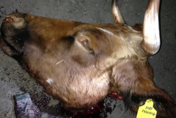 Фотография к новости: Дерзких скотокрадов на Prado задержали в Павлодарской области