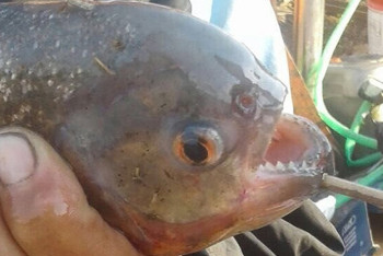 Фотография к новости: Пиранья укусила рыбака на водоеме близ Астаны