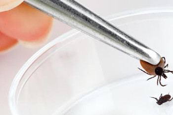 Фотография к новости: Полсотни костанайцев пострадали от укусов клещей