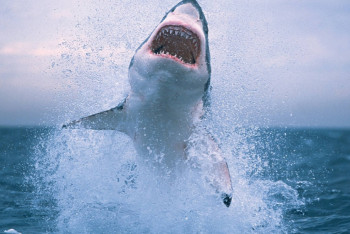 Фотография к новости: В сети появилось захватывающее видео «охоты» акулы-людоеда на серфера