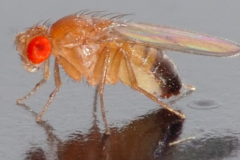 Фотография к новости: Почти 400 тонн зараженной продукции завезли из Кыргызстана