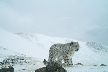 Фотография к новости: Новый проект по охране ирбиса объединит Россию и Казахстан
