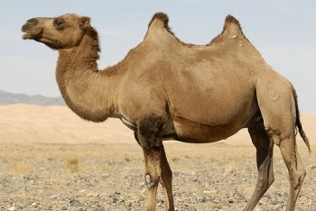 Фотография к новости: Шымкентская свадьба на верблюдах удивила пользователей соцсетей