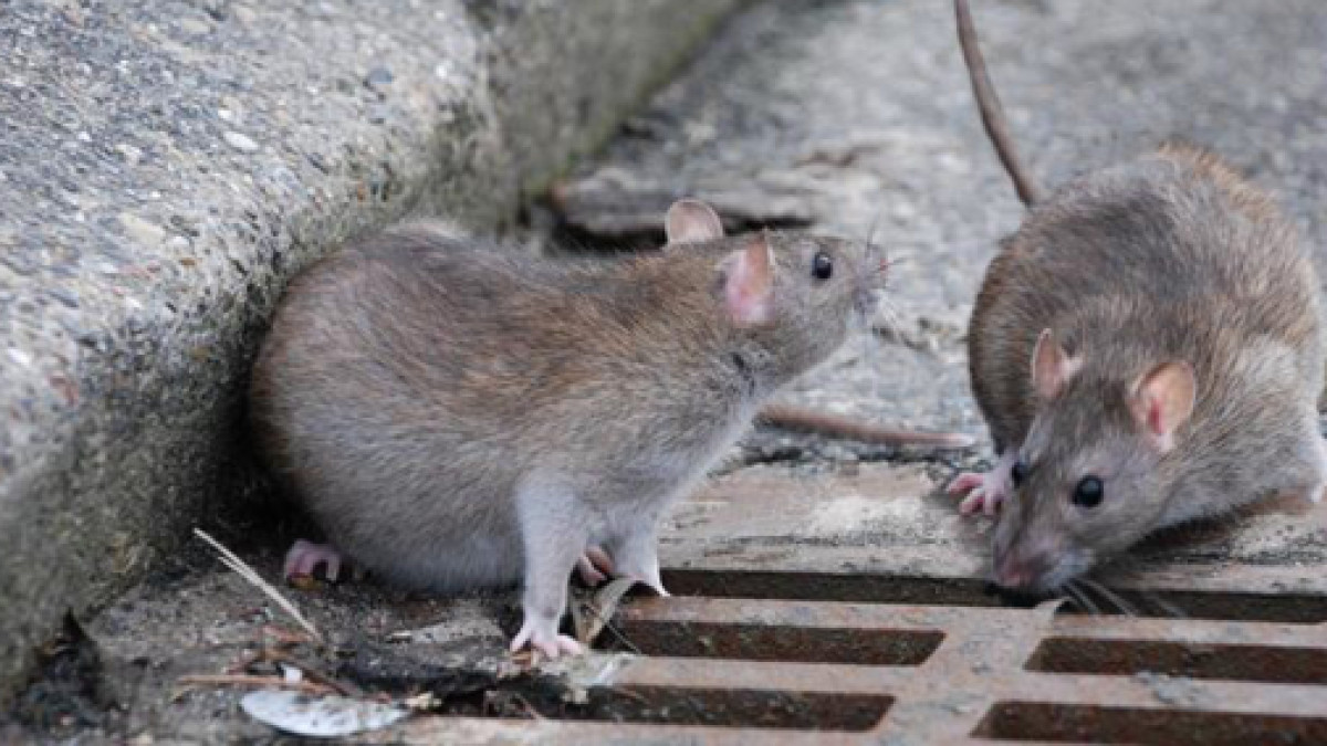  из свободных источников 