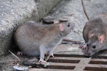 Фотография к новости: Темиртау атакуют полчища крыс