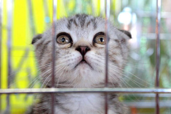 Фотография к новости: Россиянин отправил в Казахстан 20 лошадей вместо одной кошки